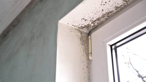 Best Attic Mold Removal  in Concordia, NJ