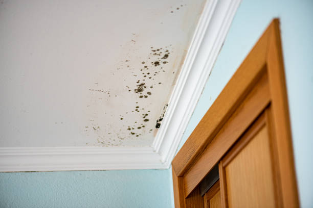 Attic Mold Removal in Concordia, NJ