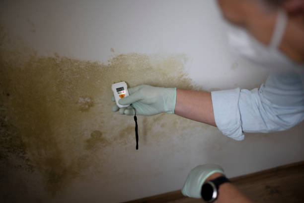 Best Mold Removal Company Near Me  in Concordia, NJ